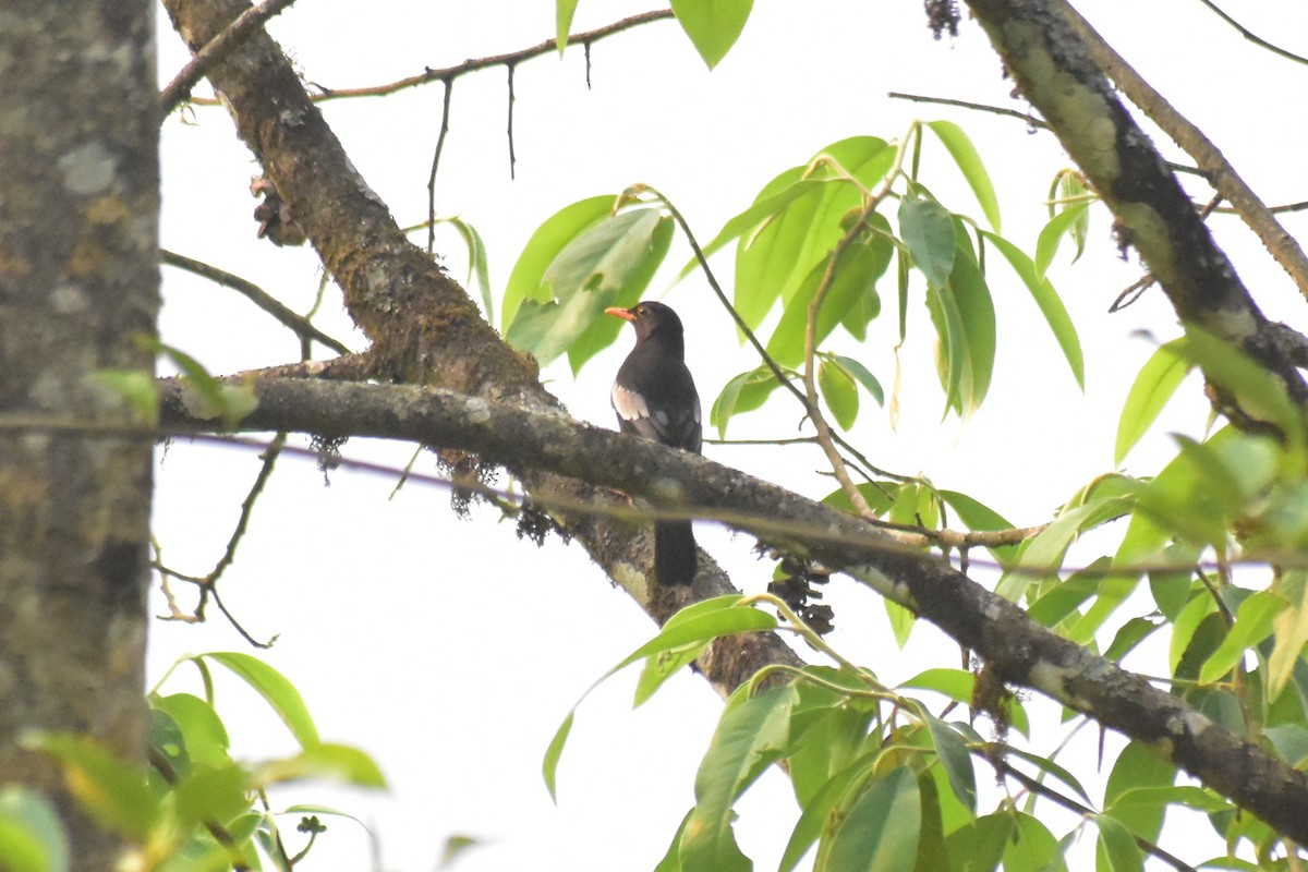 Gray-winged Blackbird - Jageshwer verma