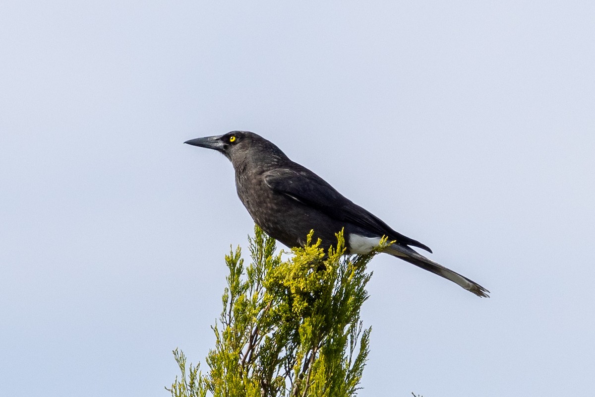 Gray Currawong - ML619119775