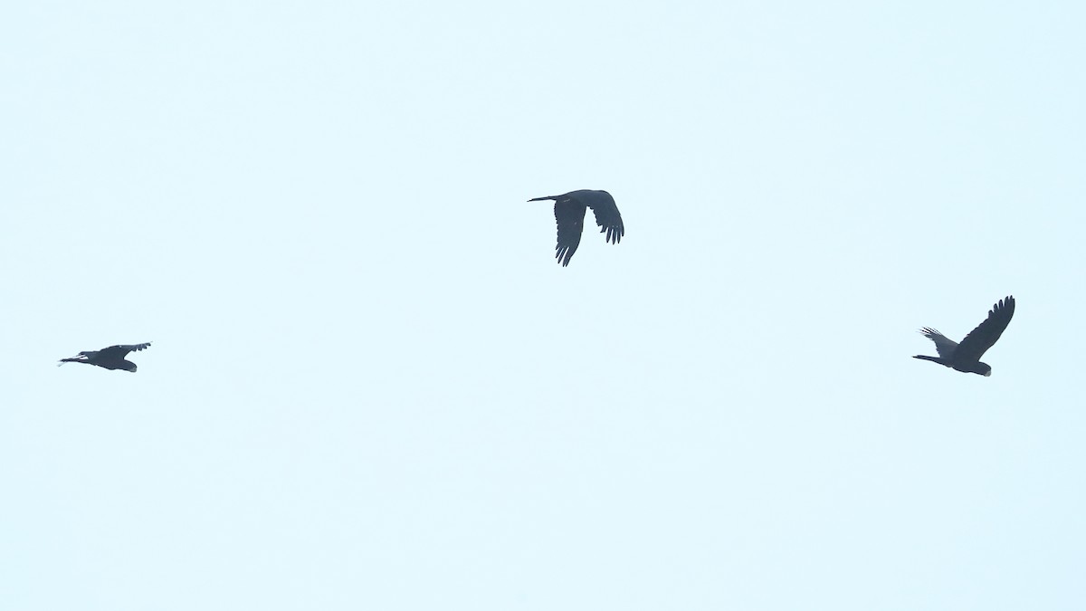 Red-tailed Black-Cockatoo - Todd Burrows