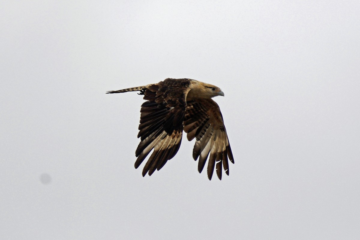 Yellow-headed Caracara - Nick Thorpe