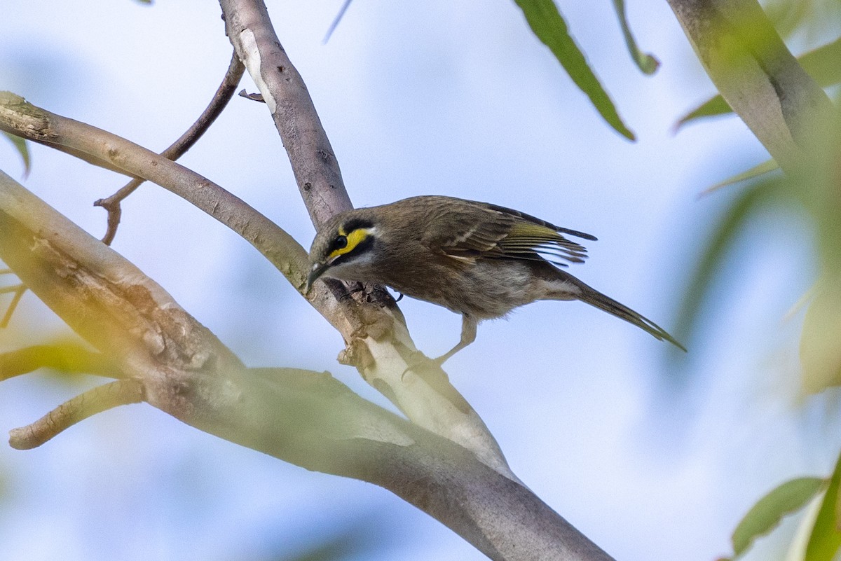 Yellow-faced Honeyeater - Richard and Margaret Alcorn