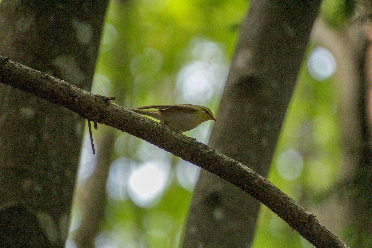 Wood Warbler - Guillaume Calcagni