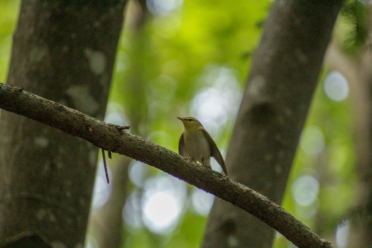 Wood Warbler - Guillaume Calcagni