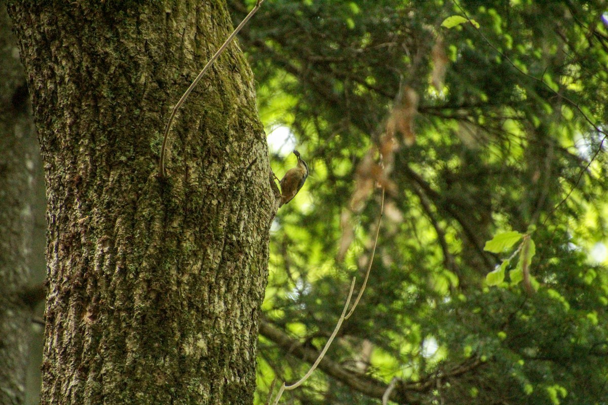 Eurasian Nuthatch - Guillaume Calcagni