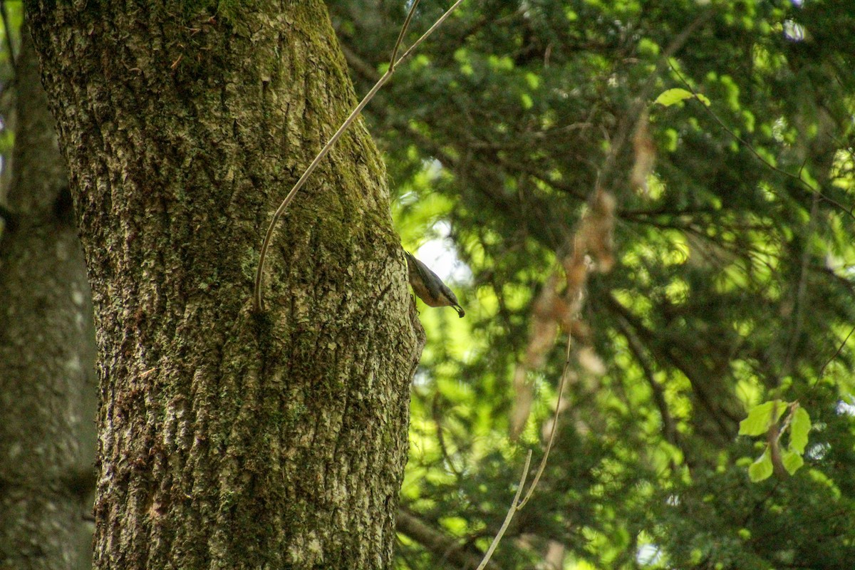 Eurasian Nuthatch - Guillaume Calcagni