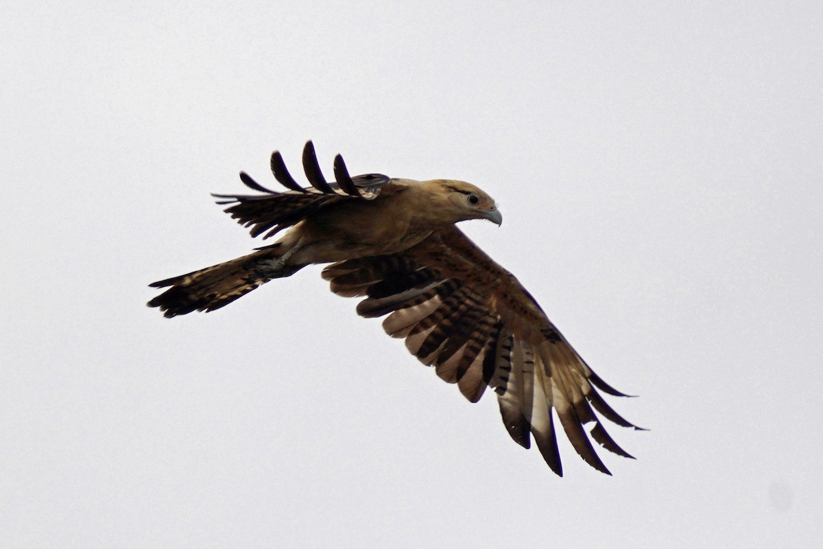 Yellow-headed Caracara - Nick Thorpe