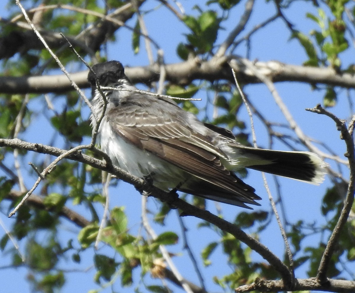 Eastern Kingbird - Tony C