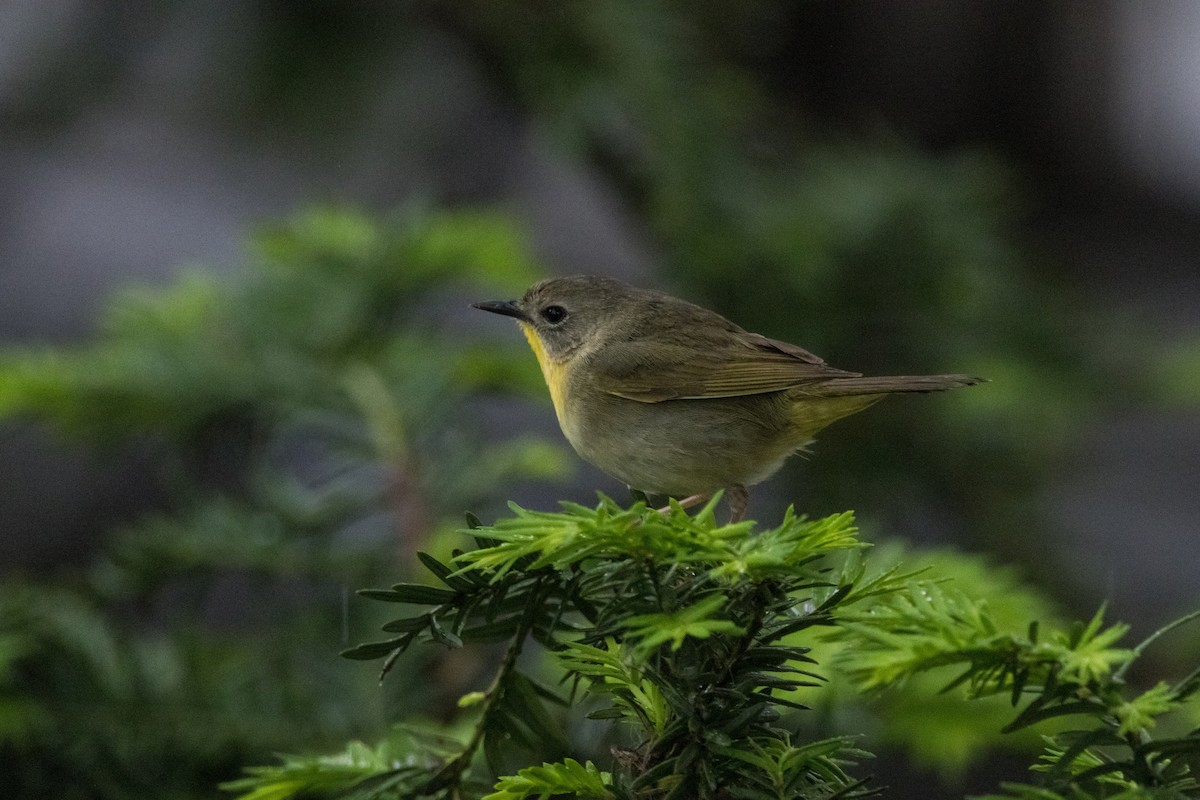 Common Yellowthroat - Alex Tey