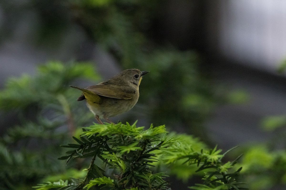 Common Yellowthroat - Alex Tey