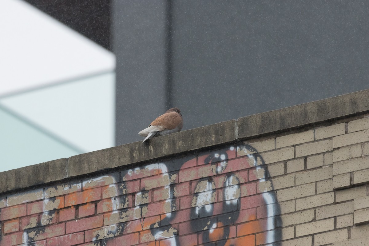 Rock Pigeon (Feral Pigeon) - Alex Tey