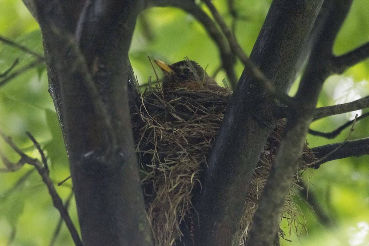 American Robin - ML619119839