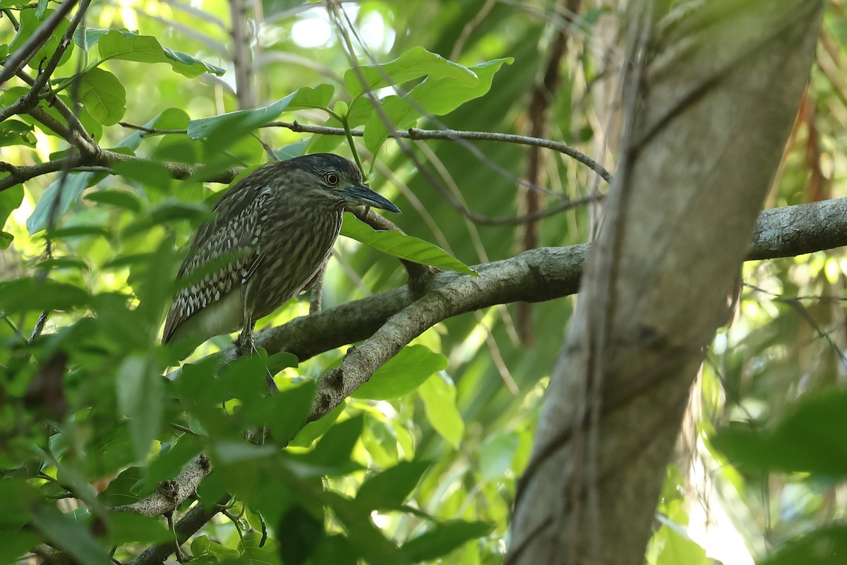 Nankeen Night Heron - ML619119853