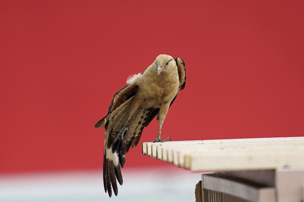 Yellow-headed Caracara - Nick Thorpe