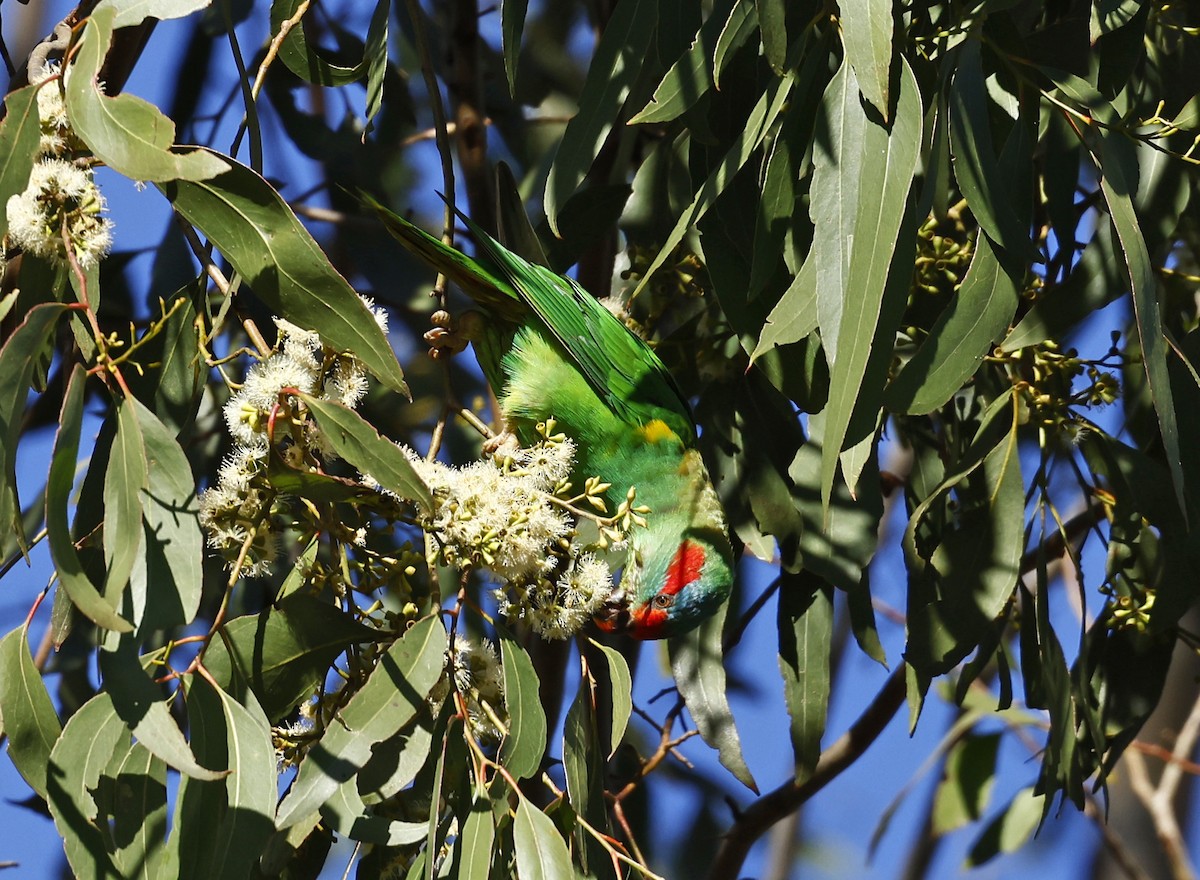 Musk Lorikeet - ML619119866