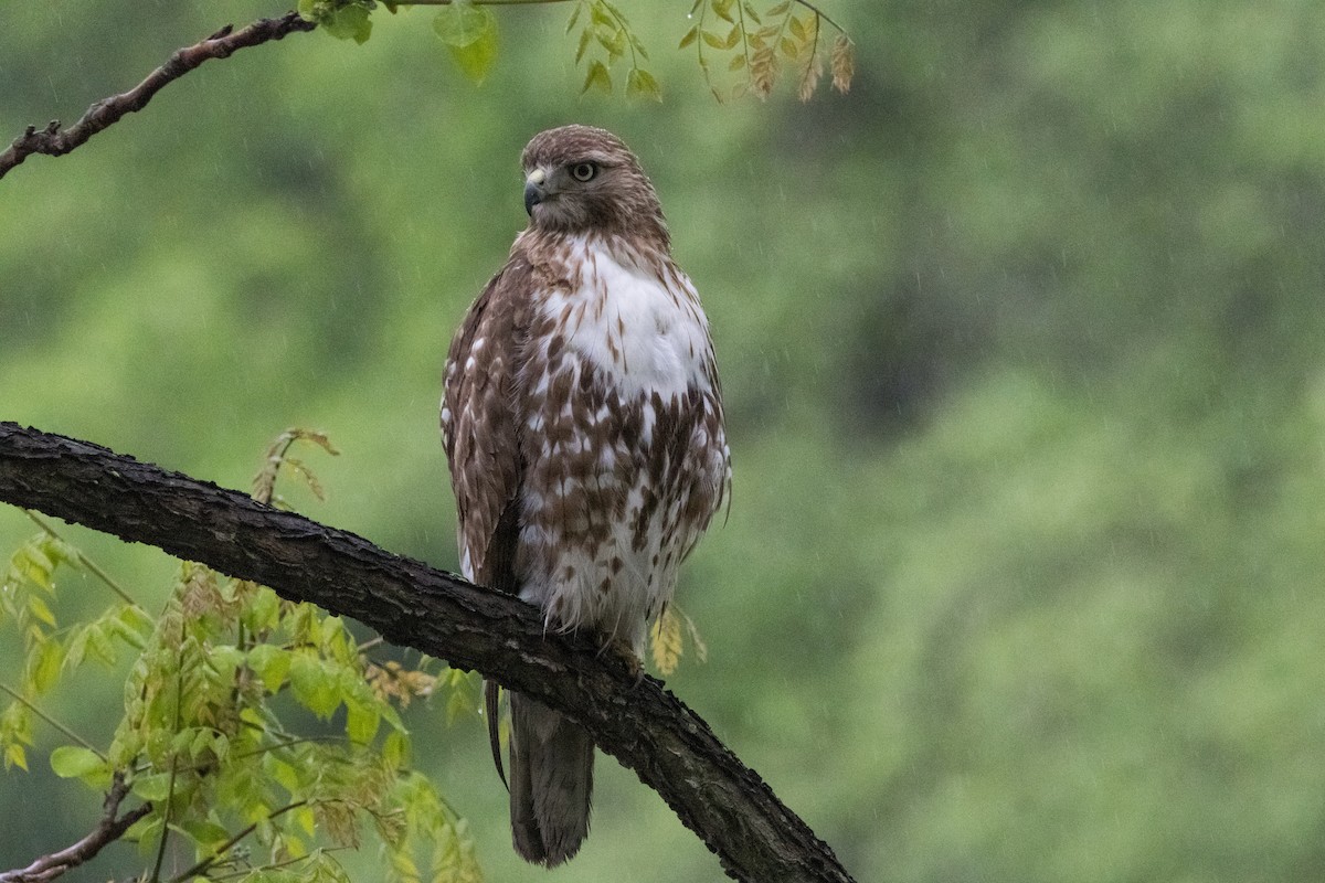 Red-tailed Hawk - Alex Tey