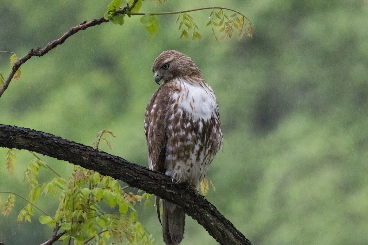 Red-tailed Hawk - Alex Tey