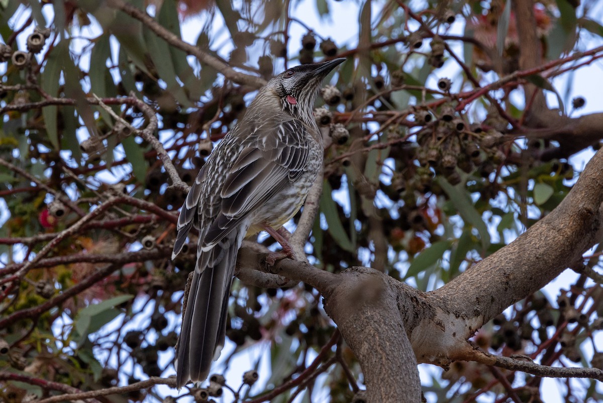 Red Wattlebird - Richard and Margaret Alcorn