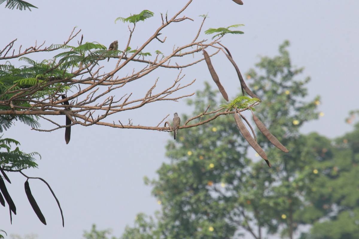 Plaintive Cuckoo - Siti Sutedjo