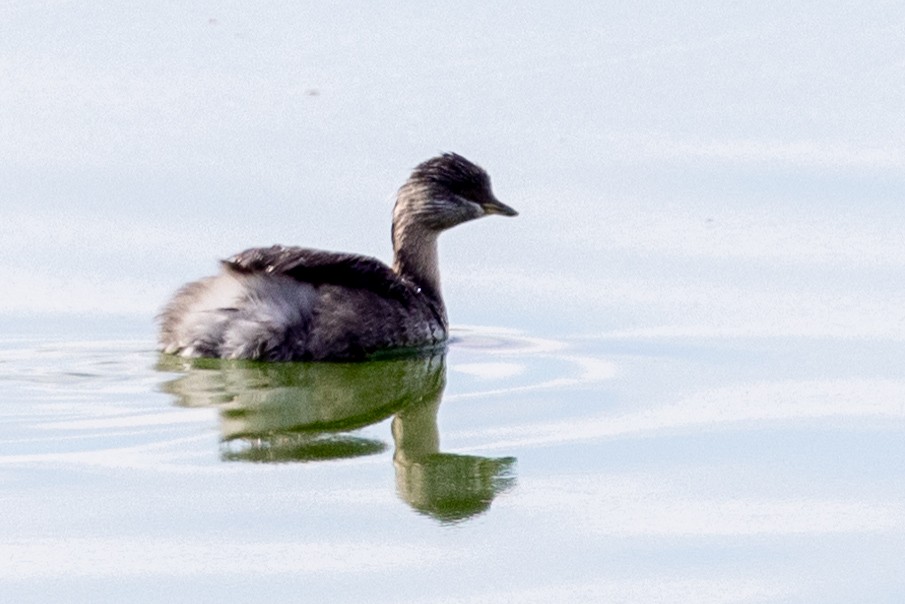 Hoary-headed Grebe - Richard and Margaret Alcorn