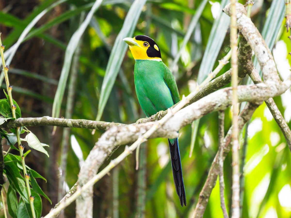 Long-tailed Broadbill - Michael Sanders