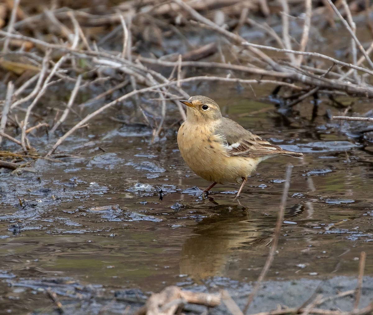 American Pipit - ML619119918