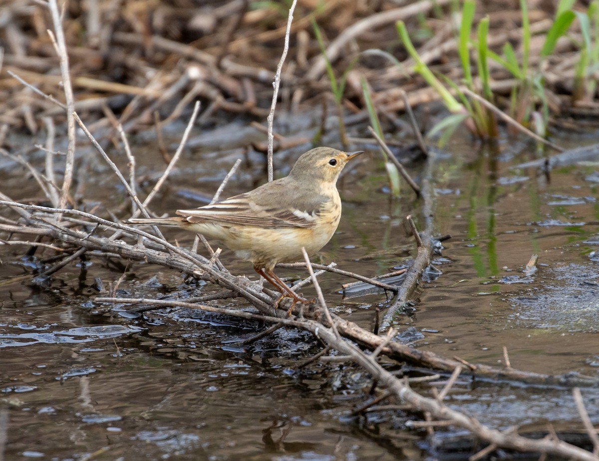 American Pipit - ML619119921