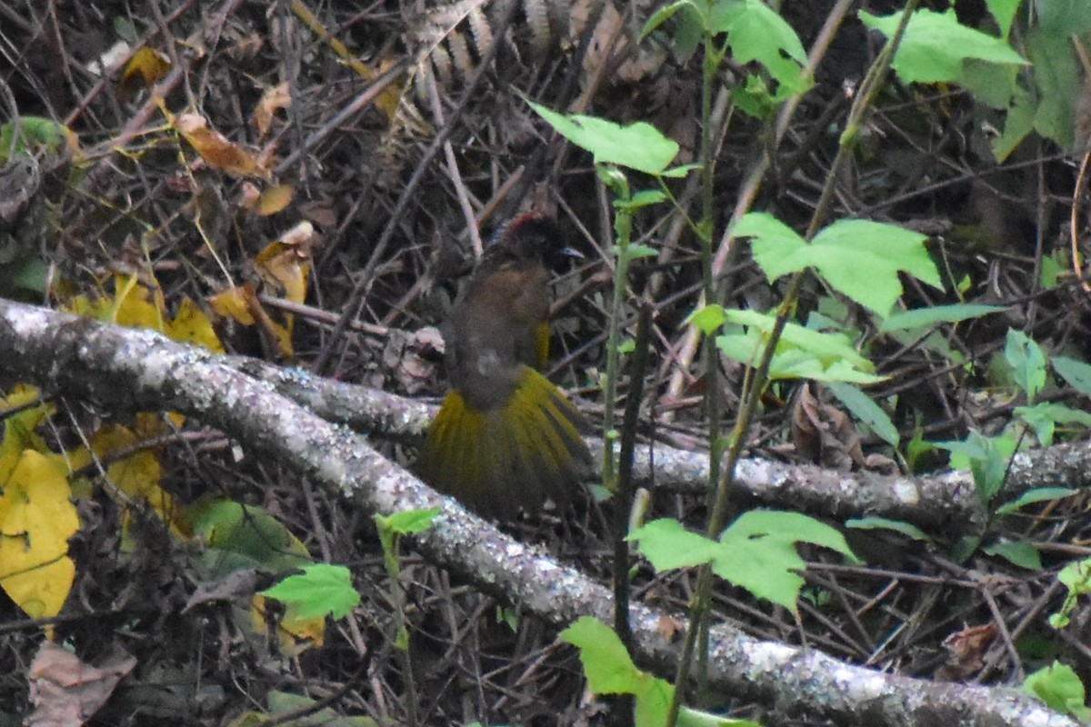 Chestnut-crowned Laughingthrush - Jageshwer verma