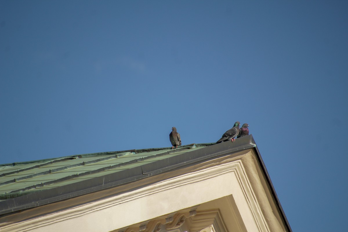 Rock Pigeon (Feral Pigeon) - Guillaume Calcagni