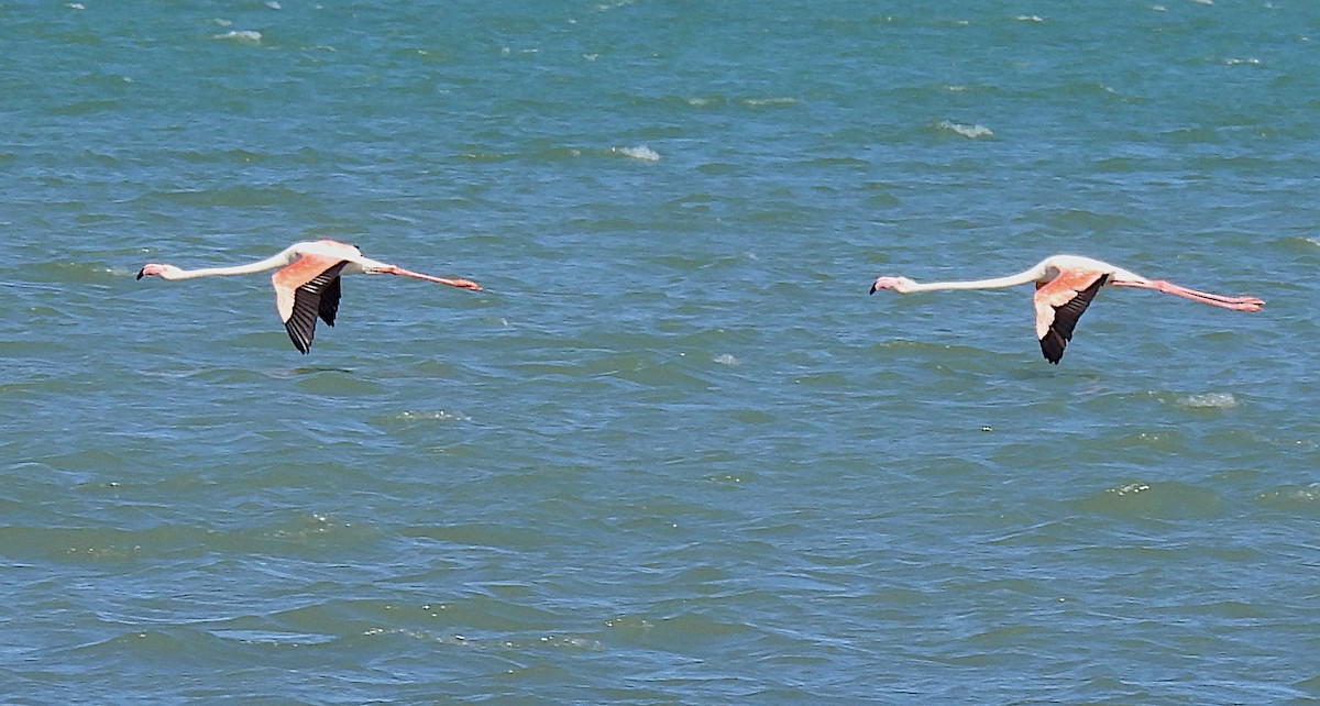 Greater Flamingo - Hubert Söhner