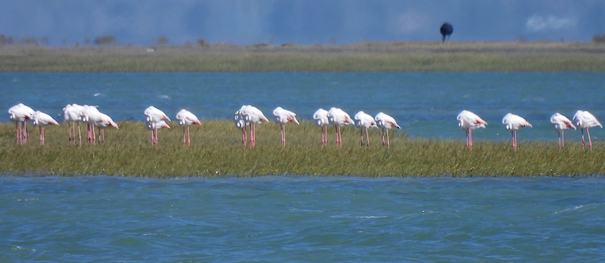 Greater Flamingo - Hubert Söhner
