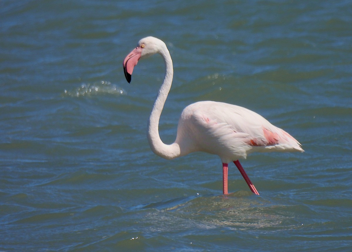 Greater Flamingo - Hubert Söhner