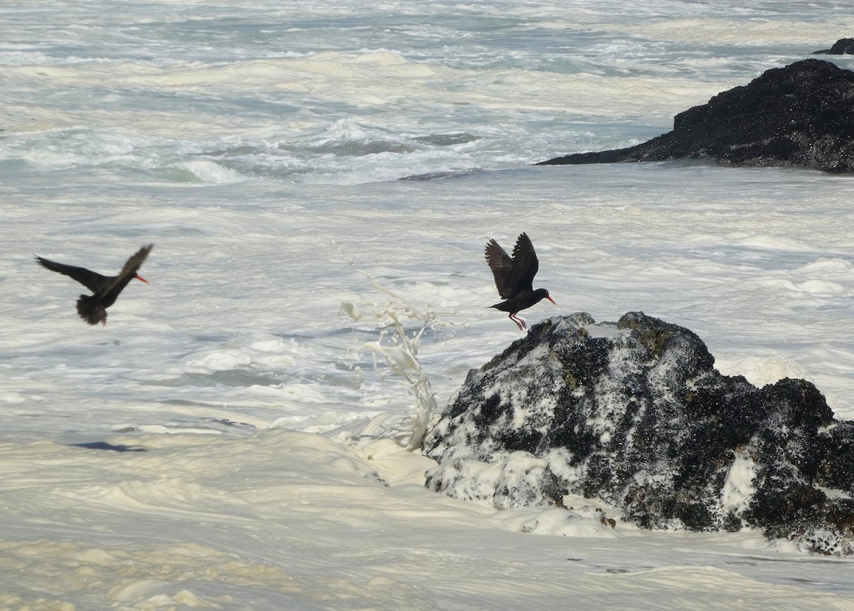 African Oystercatcher - ML619119966