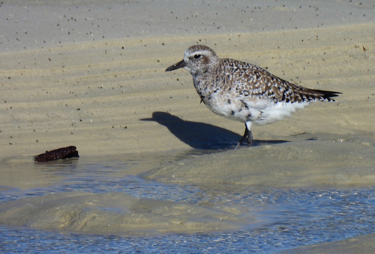 Black-bellied Plover - Hubert Söhner