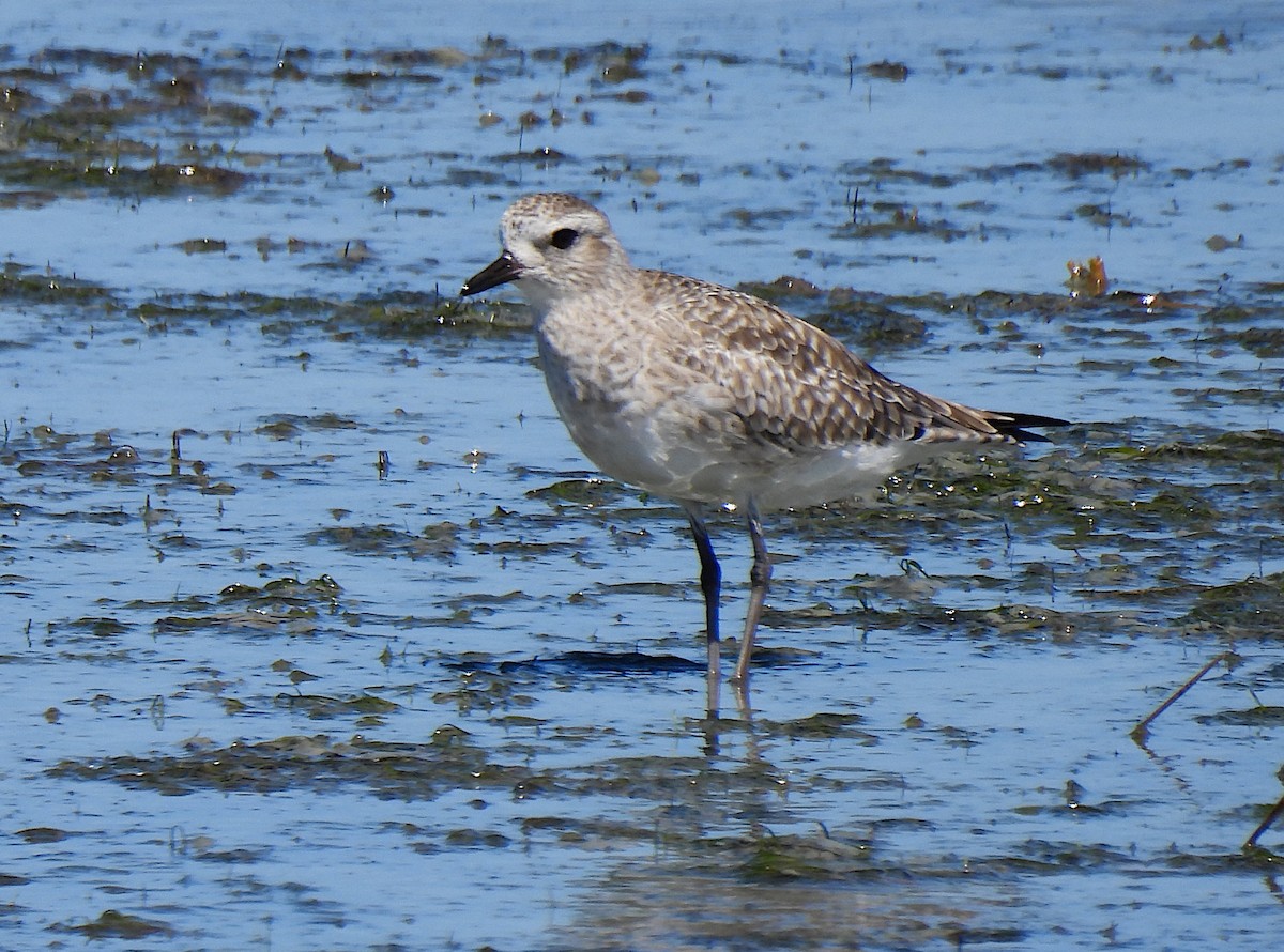 Black-bellied Plover - Hubert Söhner