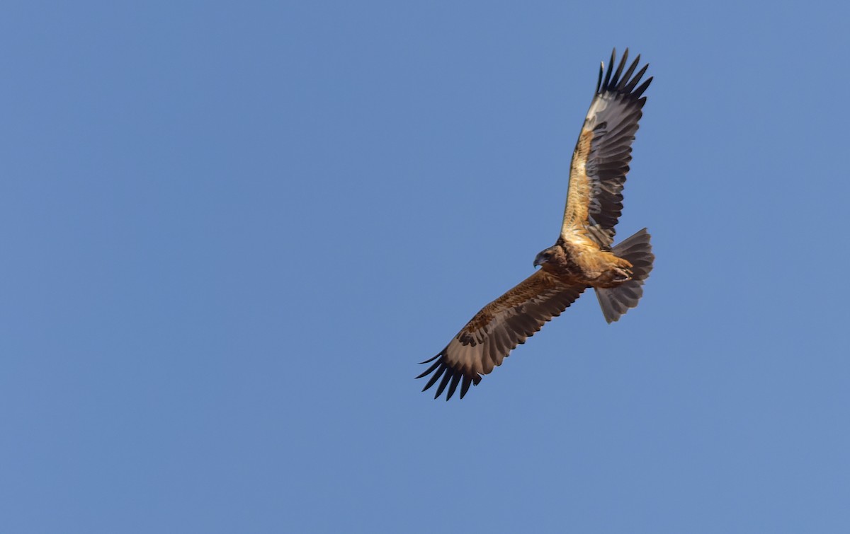 Black-breasted Kite - ML619119994