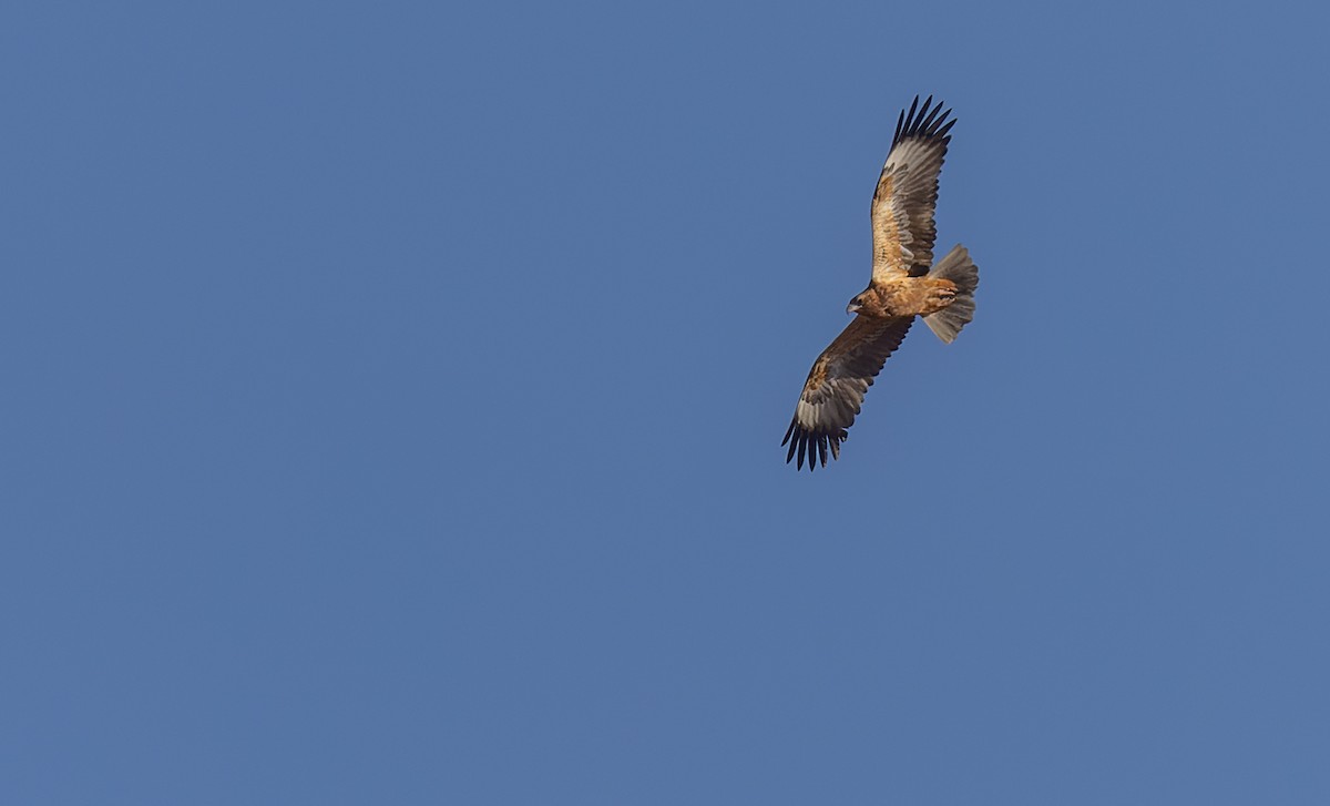 Black-breasted Kite - ML619119996