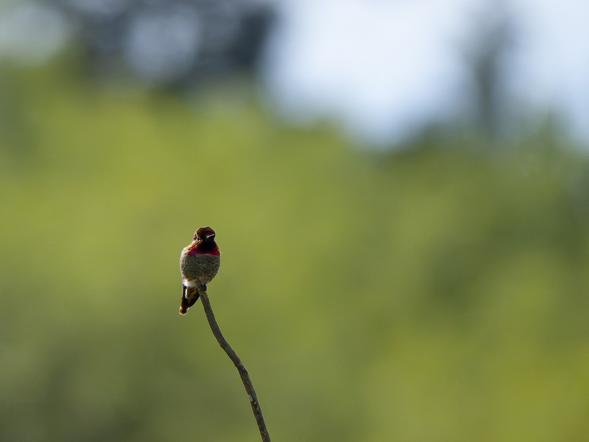 Anna's Hummingbird - varun tipnis