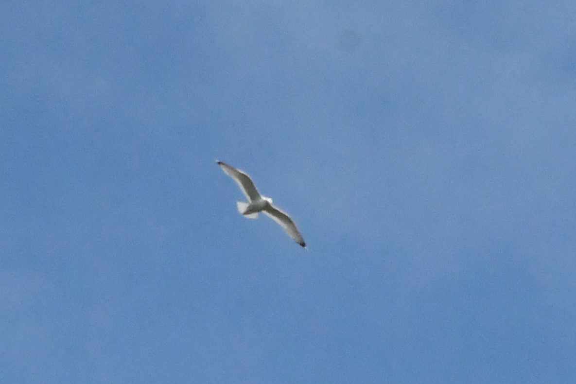 Herring Gull - Michael Louey