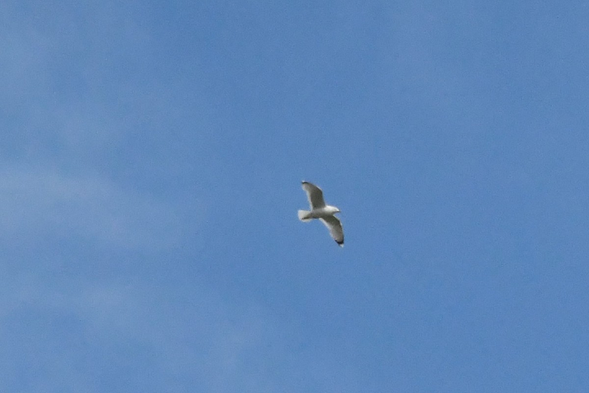 European Herring Gull - Michael Louey