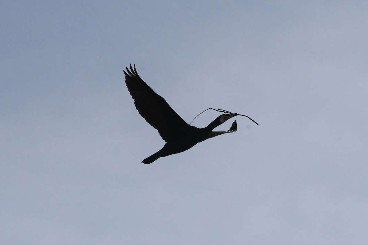 Great Cormorant - Michael Louey