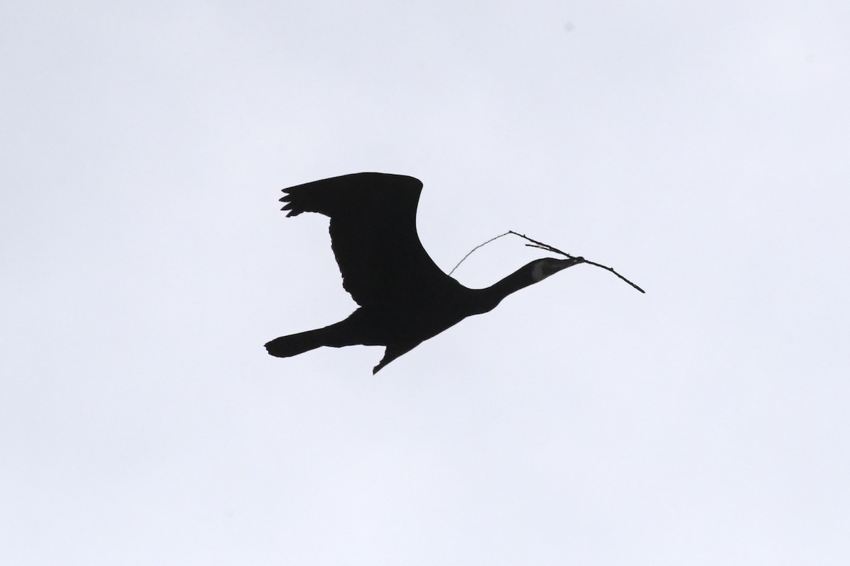 Great Cormorant - Michael Louey