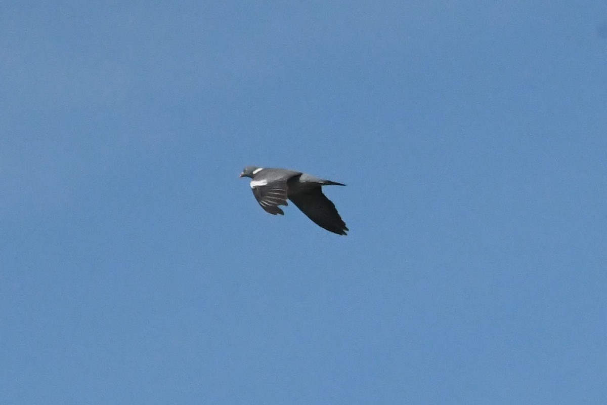 Common Wood-Pigeon - Michael Louey