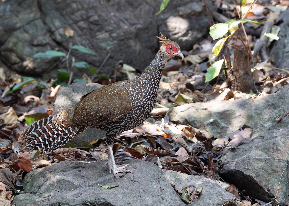 Kalij Pheasant - Ayuwat Jearwattanakanok