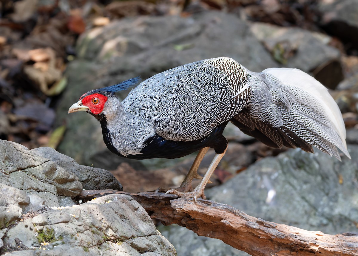 Kalij Pheasant - Ayuwat Jearwattanakanok