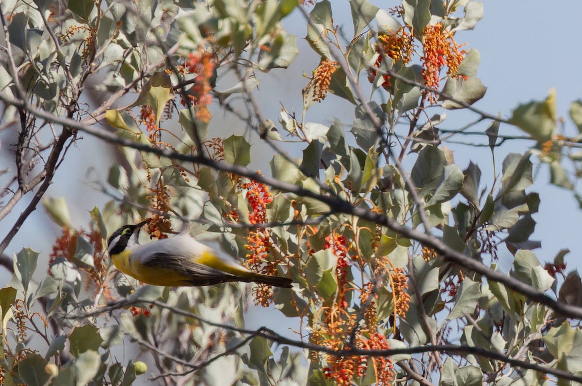 Black-chinned Honeyeater - Geoff Dennis