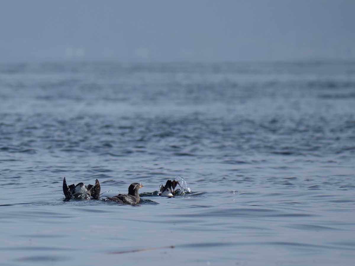 Rhinoceros Auklet - varun tipnis