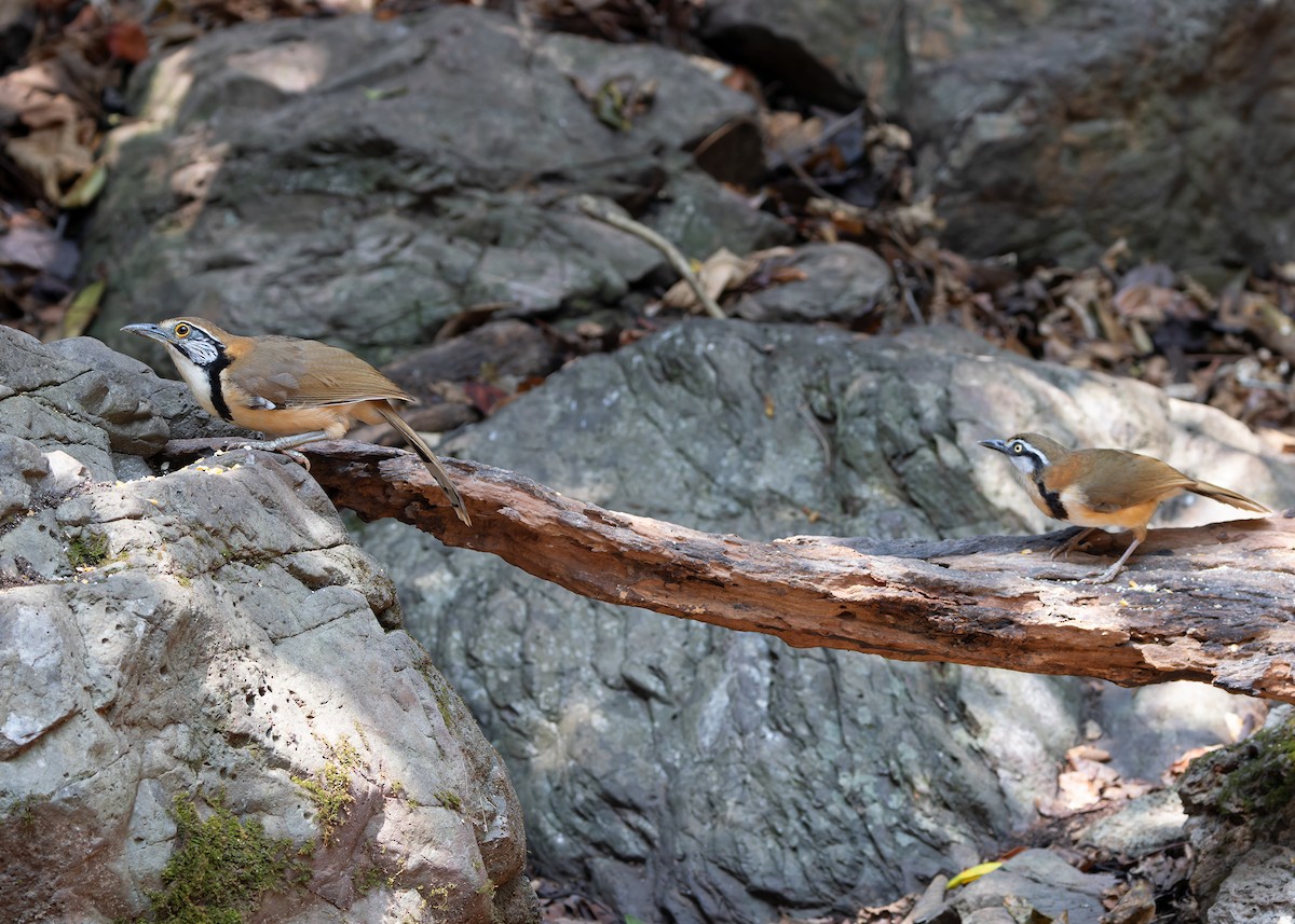 Greater Necklaced Laughingthrush - Ayuwat Jearwattanakanok