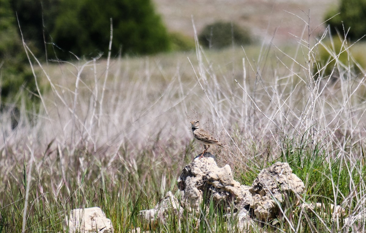 Calandra Lark - ML619120094