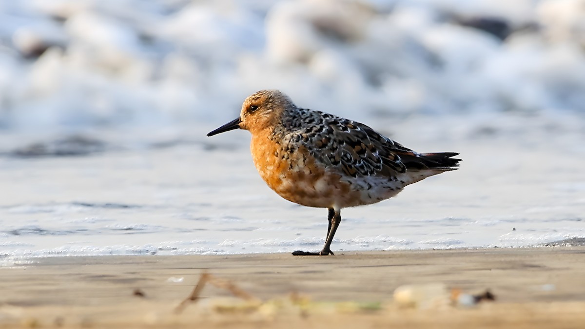 Red Knot - Gannu 03