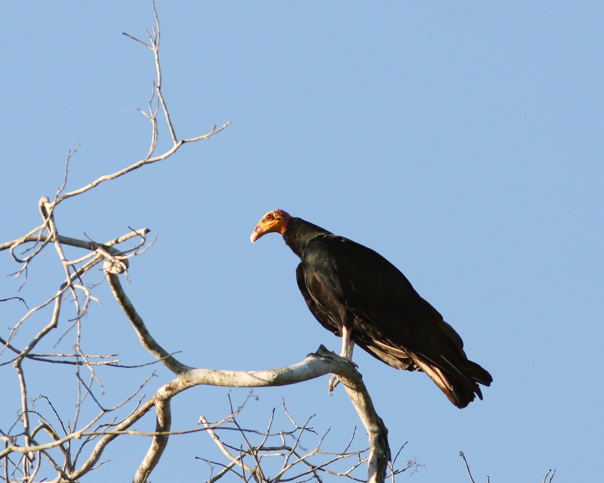Lesser Yellow-headed Vulture - Per Smith
